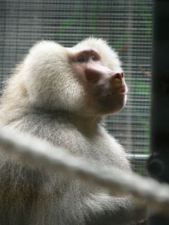 Thoughtful Primate