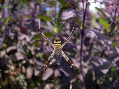colourful spider in web