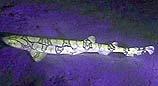 Fluorescent chain catshark caught on film - Photograph courtesy NOAA