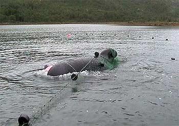 Norwegians rescue entangled whale