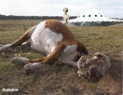 Cow Mutilated With Alien & Saucer