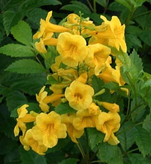 Tacoma Stans a.k.a. Yellow Bells