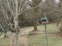 Birds visiting feeders