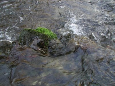 Stream flowing across moss-covered rocks at Cove Spring Nature Preserve