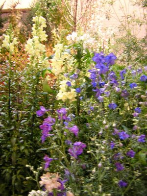 Campanula Flowers ...