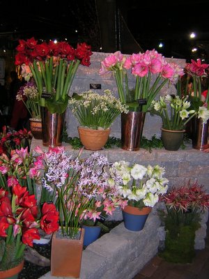 Specialty Plants Compete at Flower Show ...