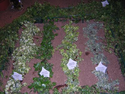 Ivy Varieties in the Garden ...