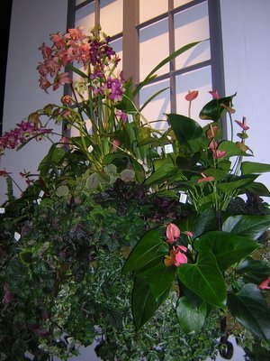 Tropical Flowering Window Box ...