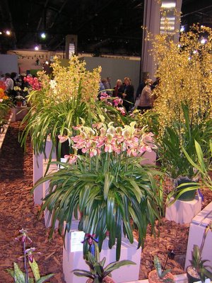 Orchid Display ...