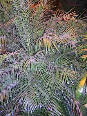 Palm Tree: Pygmy Date Variety ...