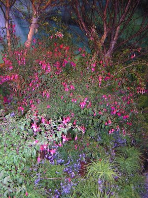 Bleeding Hearts Plant in the Landscape ...