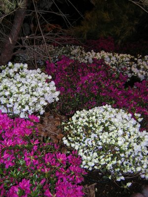 Azaleas in the Garden Landscape at the 2006 Philadelphia Flower Show ...