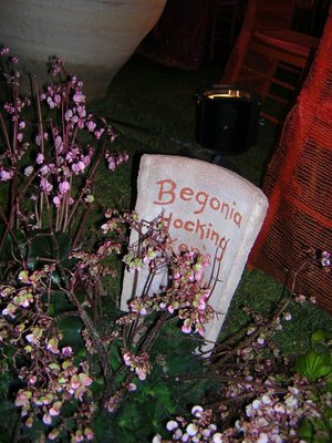 Begonia Hocking Hybrid in the Garden ,,,