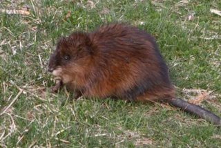 Muskrat in Toledo's Foxglove Meadow park