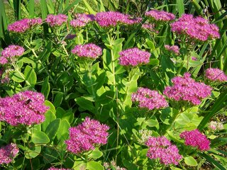 Stachys byzantina or Lamb's ear