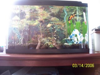 Derek's Aquarium