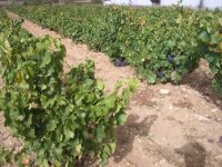 La Rioja, vinhas