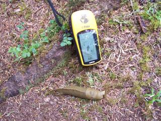 Still Life: Banana slug with Garmin