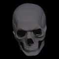 scary photo of a skull