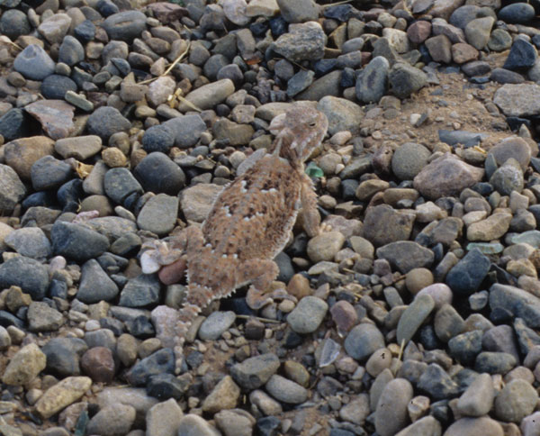 how the horned lizard got its horns? essay 2018-8-14 flying and gliding animals and morphological adaptations that can sustain the animal aloft without flapping its azhdarchid pterosaurs, got that. how the horned lizard got its horns? essay 2018-8-14 flying and gliding animals and morphological adaptations that can sustain the animal aloft without flapping its azhdarchid pterosaurs, got that.