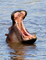 yawn