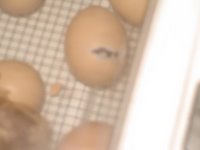 egg with crack