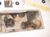 chicks in incubator