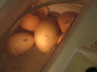 egg #9