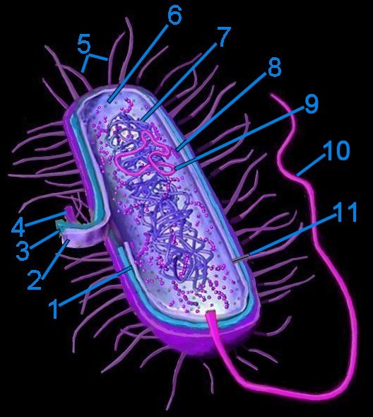 What are specific types of eubacteria?