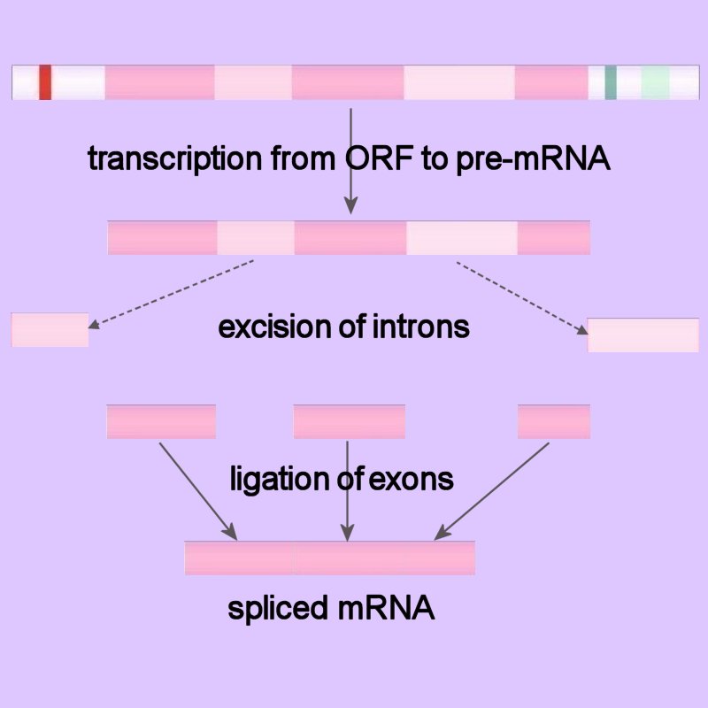 Chemistry of Life: pre-mRNA splicing