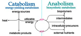How are anabolic and catabolic reactions linked in a cell