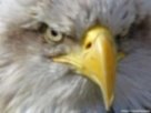 bald eagle picture