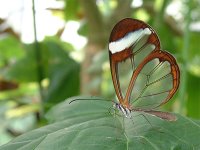 Transparent winged butterfly
