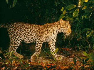 Leopards (Panthera pardus)