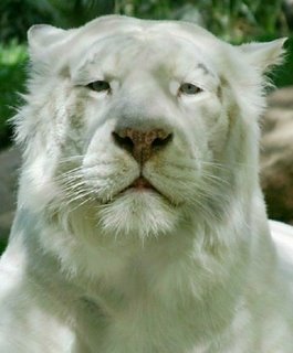 Albino tiger