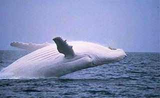 Albino whale