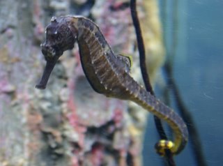 Aquaria KLCC - seahorse
