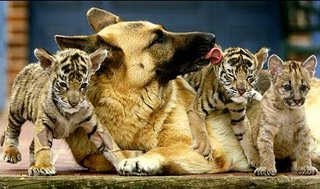A German Shepherd named Pepper sits with two endangered Bengal tiger cubs and a cougar cub