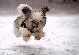 dog running in snow