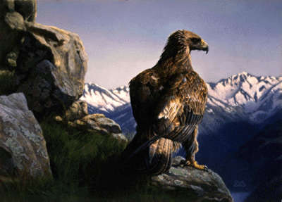 philadelphia eagle