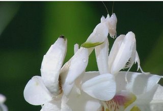 praying mantis on flower