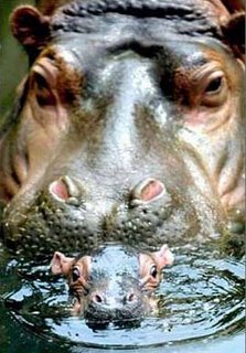 hippo teach his child how to swim
