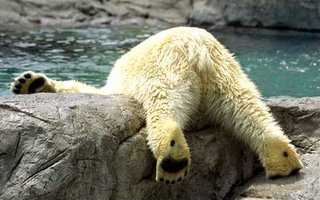 Koluk the polar bear