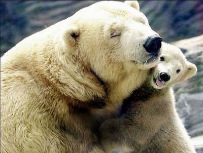 polar bear and her baby