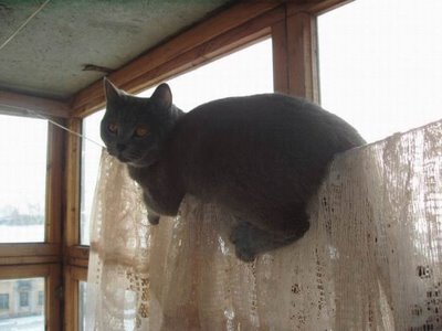 balancing cat