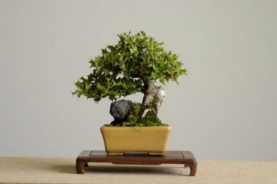 take care of bonsai