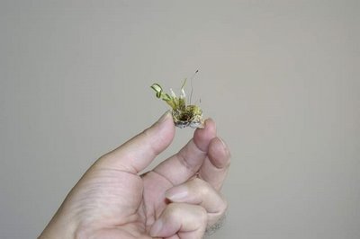smallest bonsai