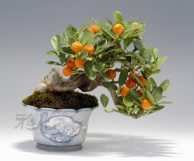 bonsai fruit looks like orange