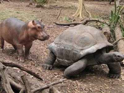hippo and tortoise