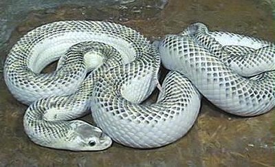 snake white
